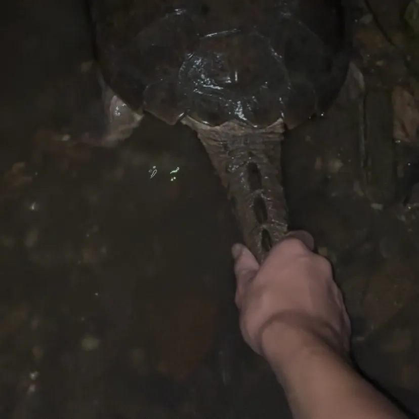 Common snapping turtle caught on Fishbrain