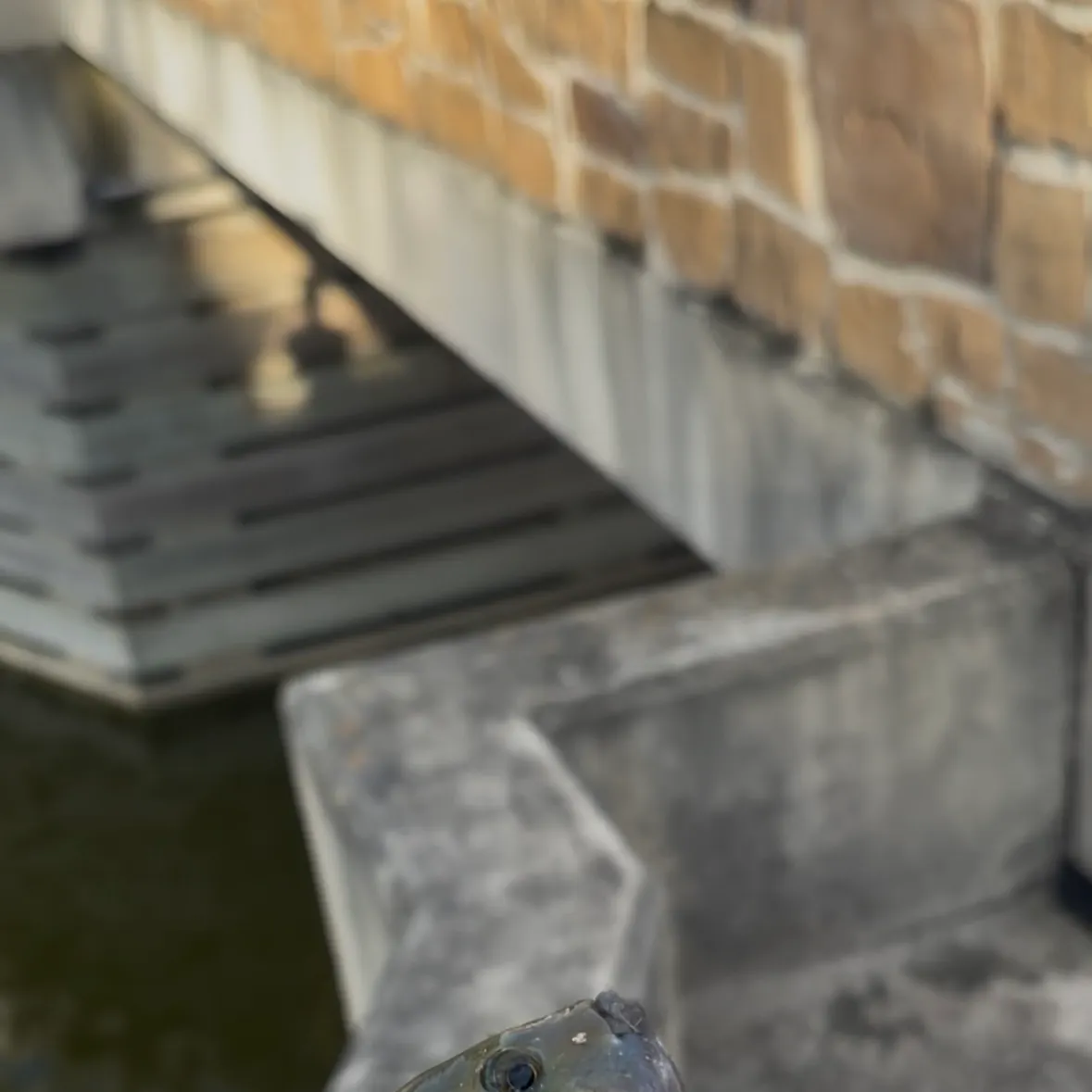Blue tilapia caught on Fishbrain