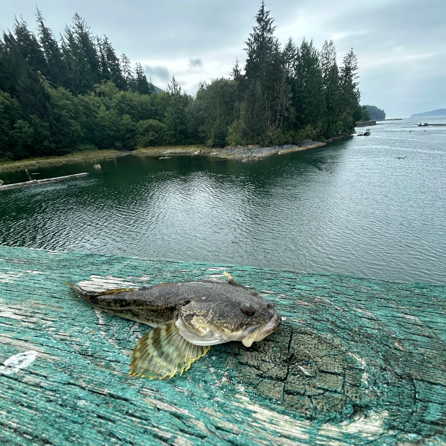 The most recent Spinyhead sculpin catches on Fishbrain