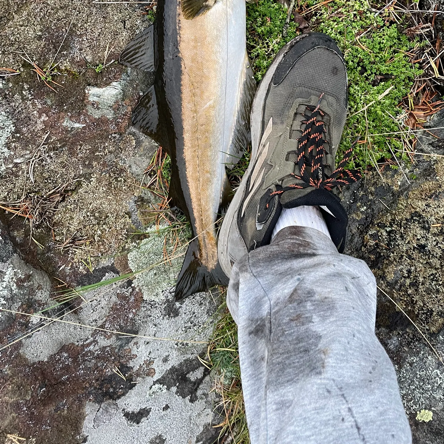 Pollack caught on Fishbrain