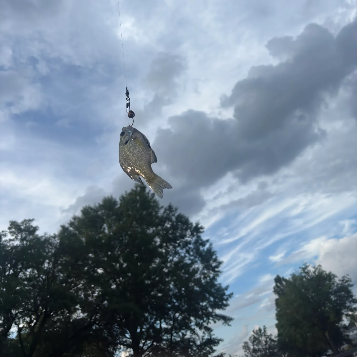 Bluegill caught on Fishbrain
