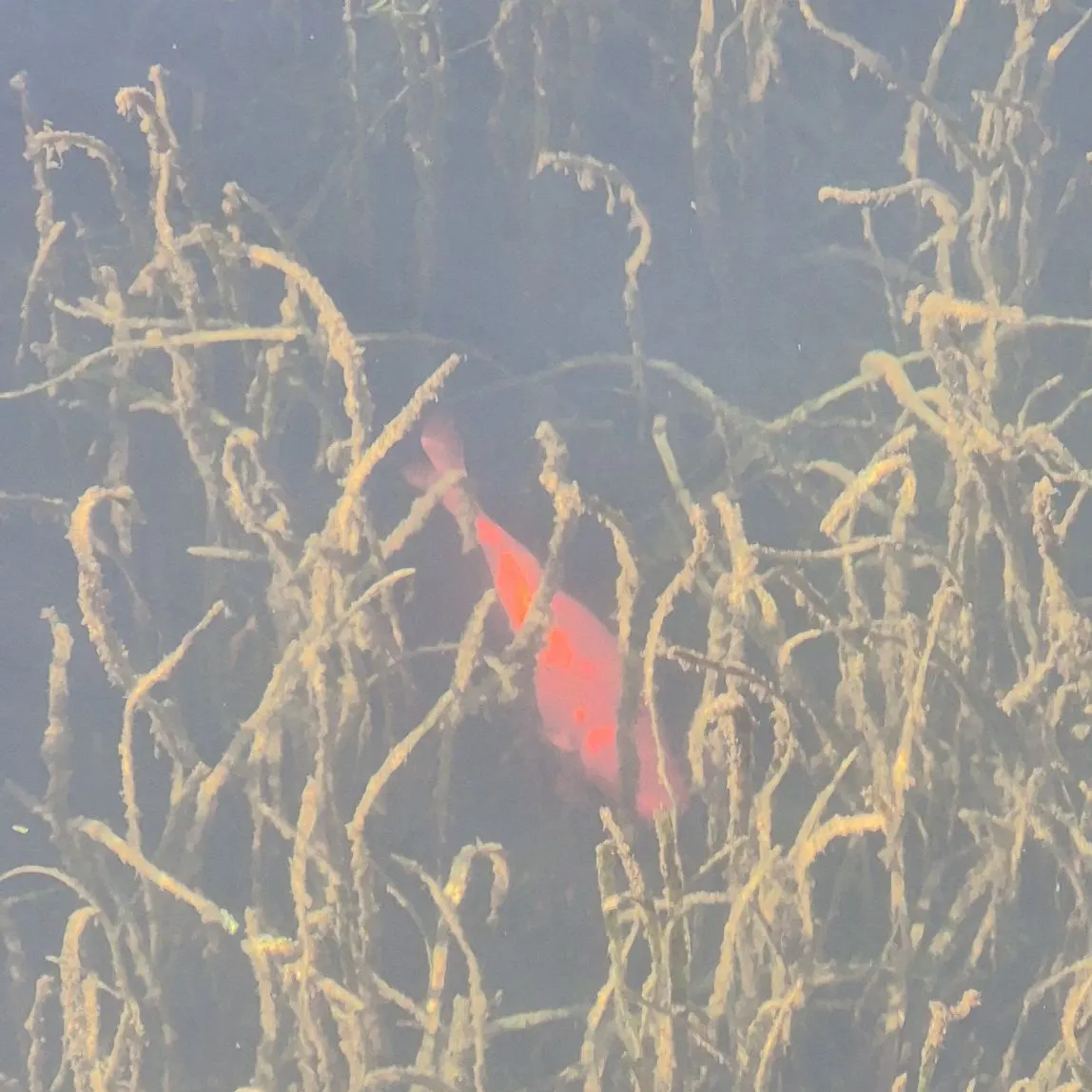 Goldfish caught on Fishbrain