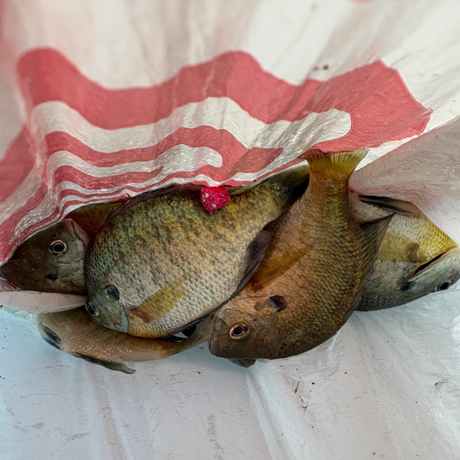 recently logged catches