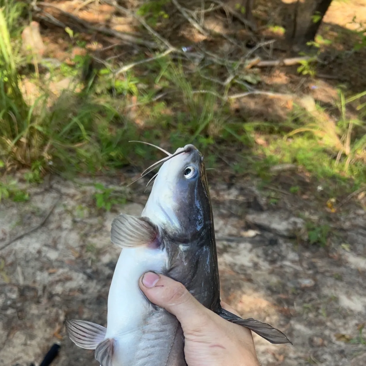 Channel catfish caught on Fishbrain