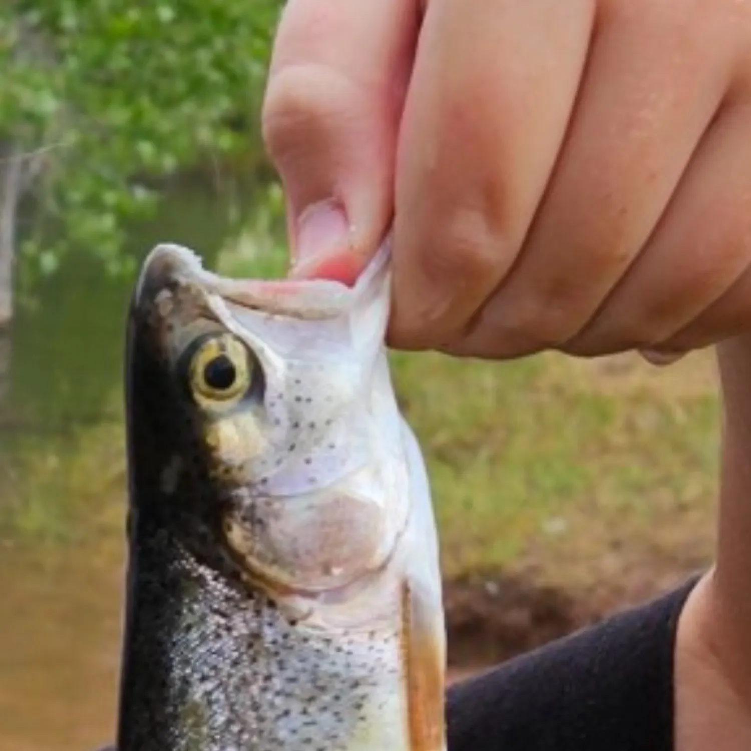 angler catch