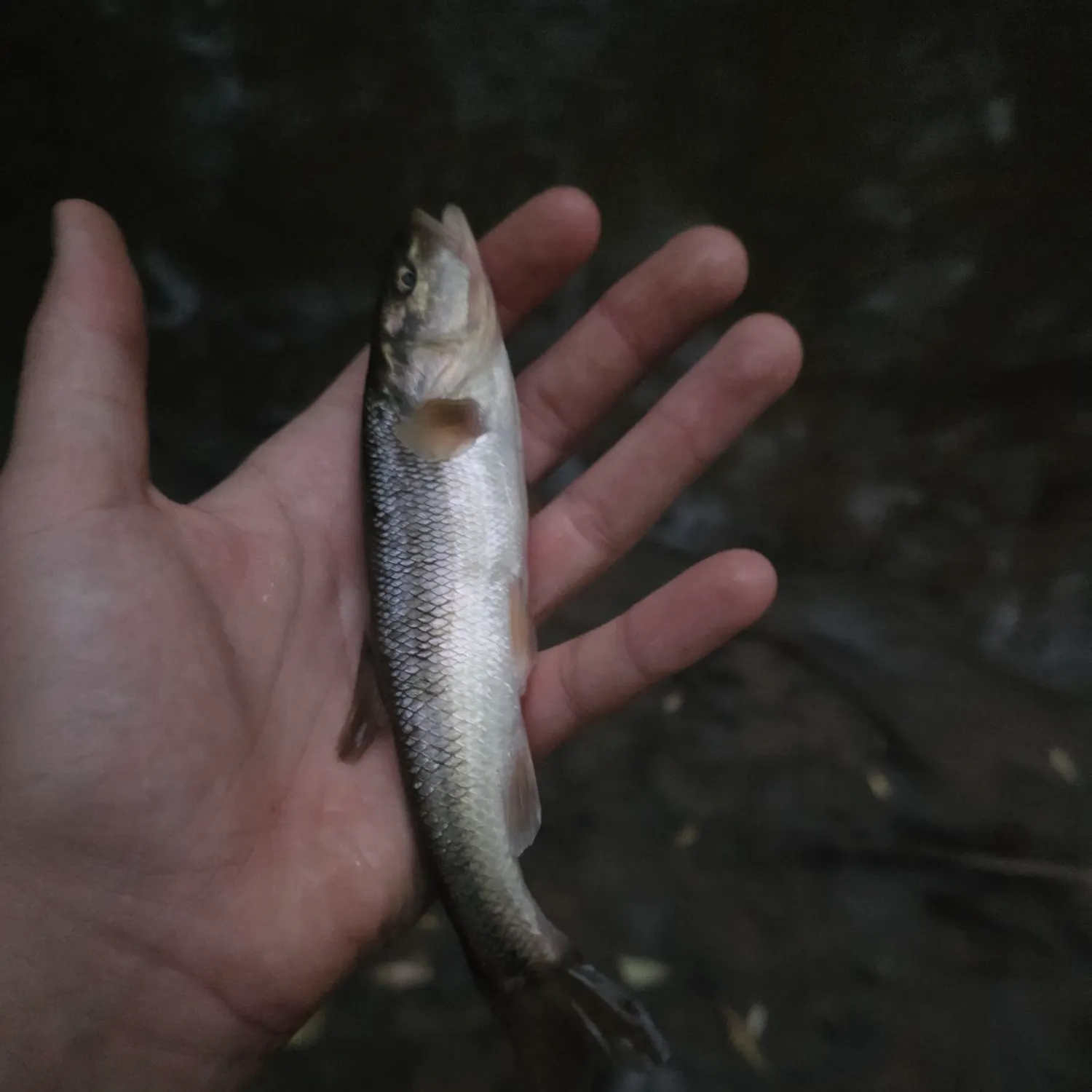 Creek chub caught on Fishbrain