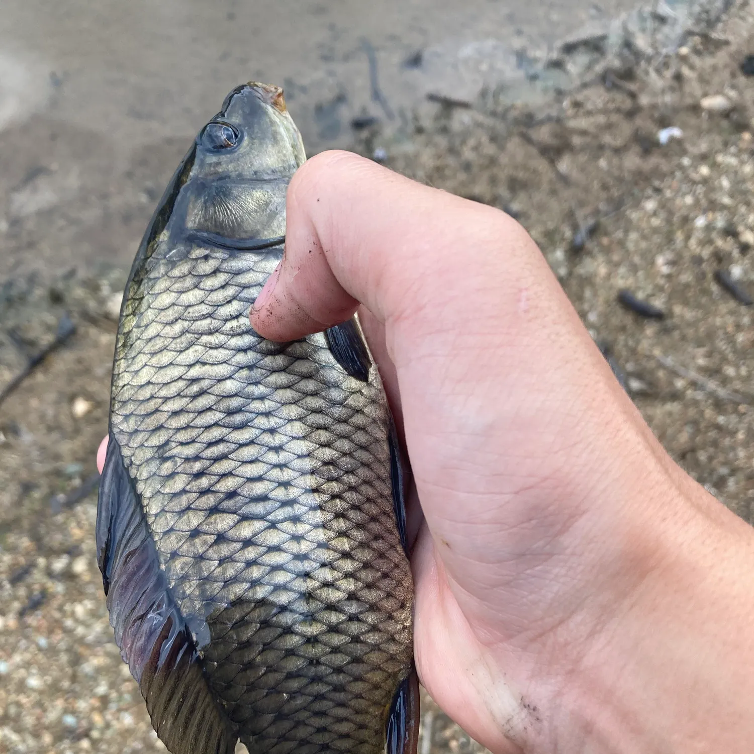 The most recent River redhorse catches on Fishbrain