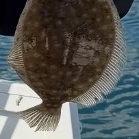 Stone Flounder caught on Fishbrain