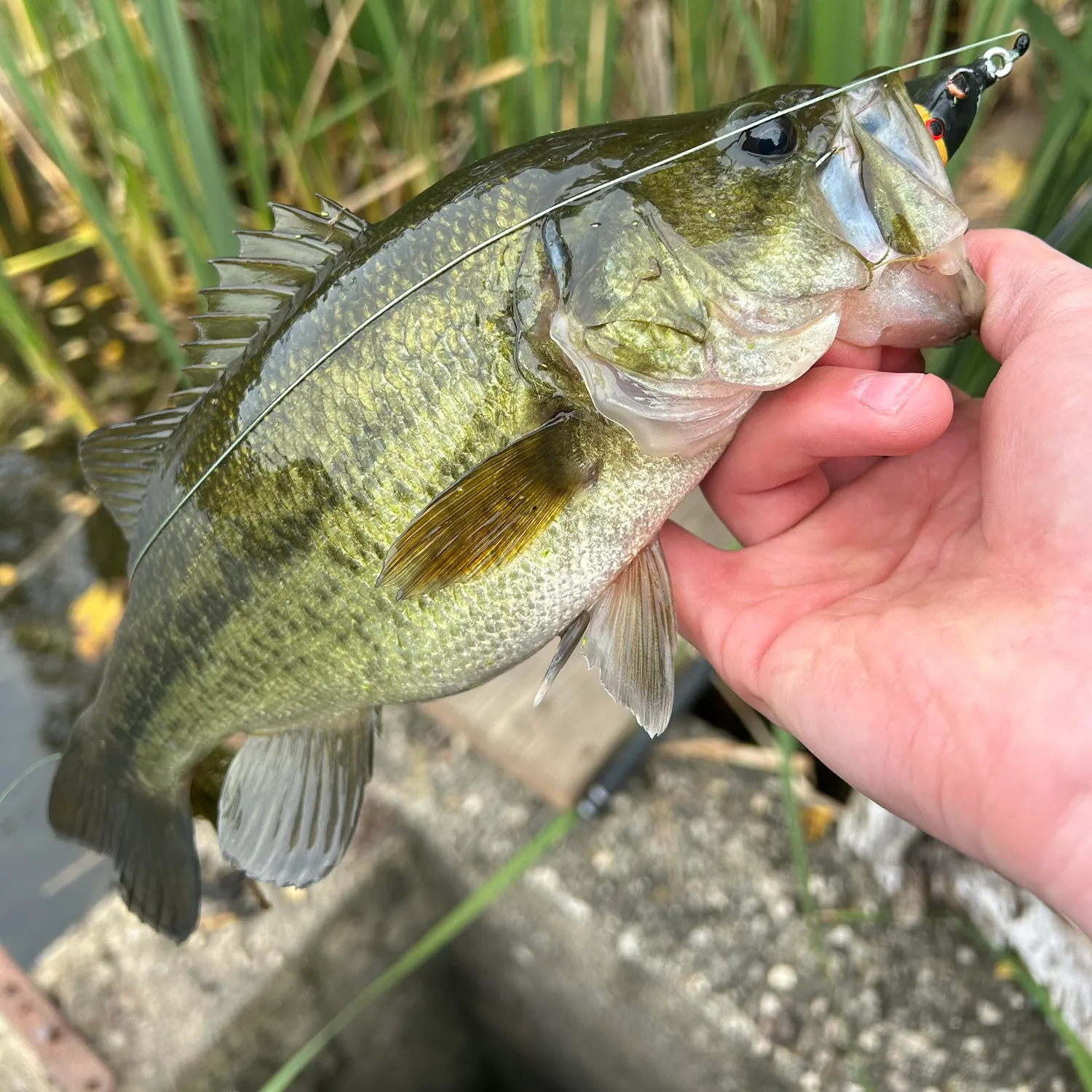 Largemouth bass caught on Fishbrain