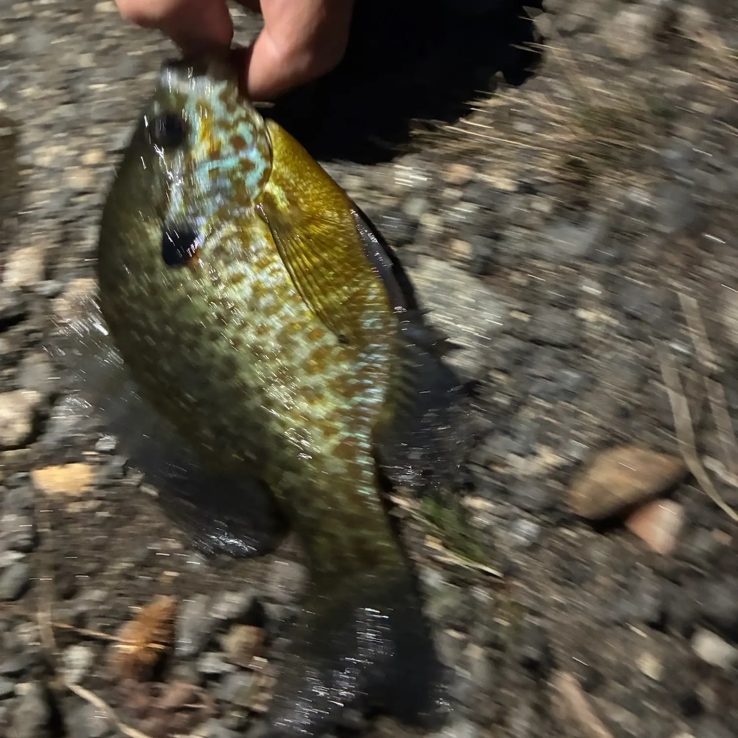 Pumpkingill hybrid caught on Fishbrain