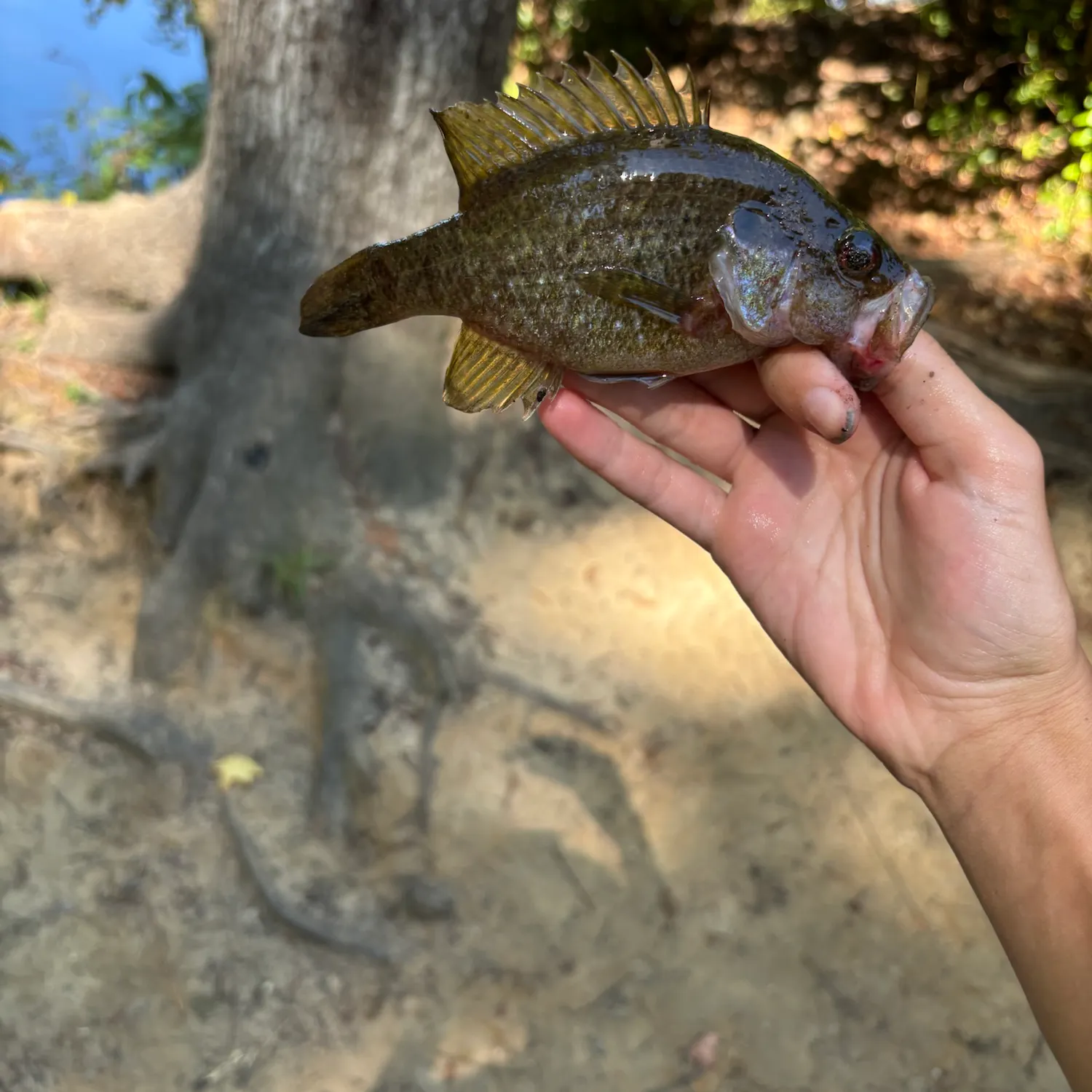 Warmouth caught on Fishbrain