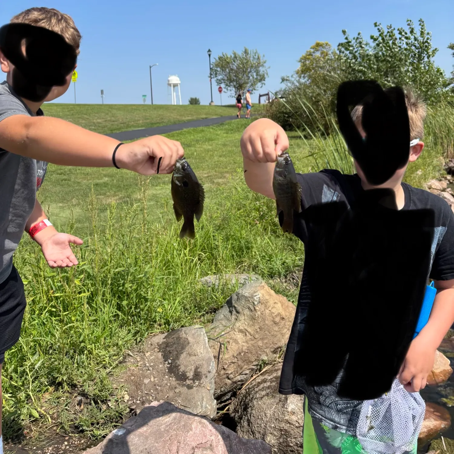 Greengill hybrid caught on Fishbrain