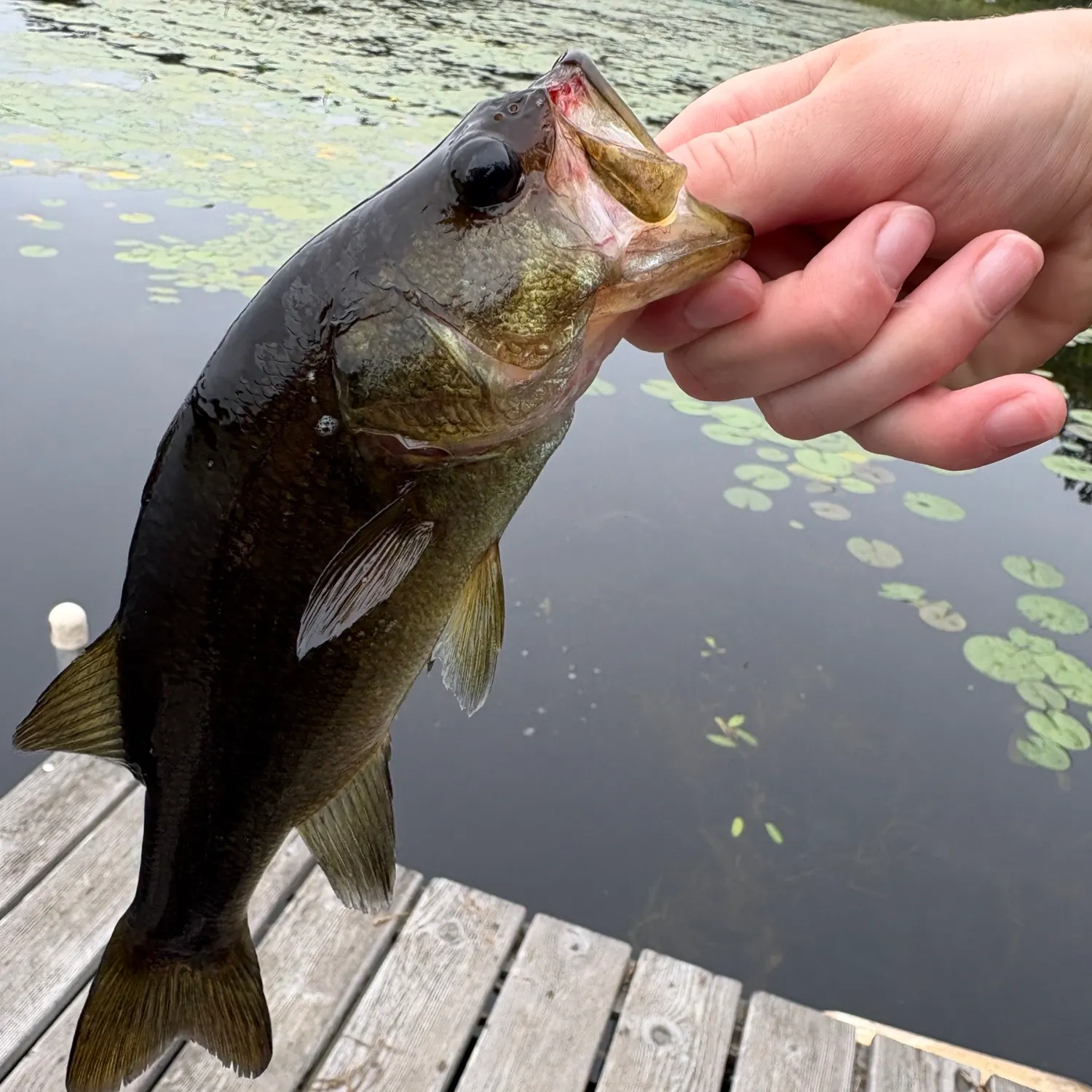 Largemouth bass caught on Fishbrain
