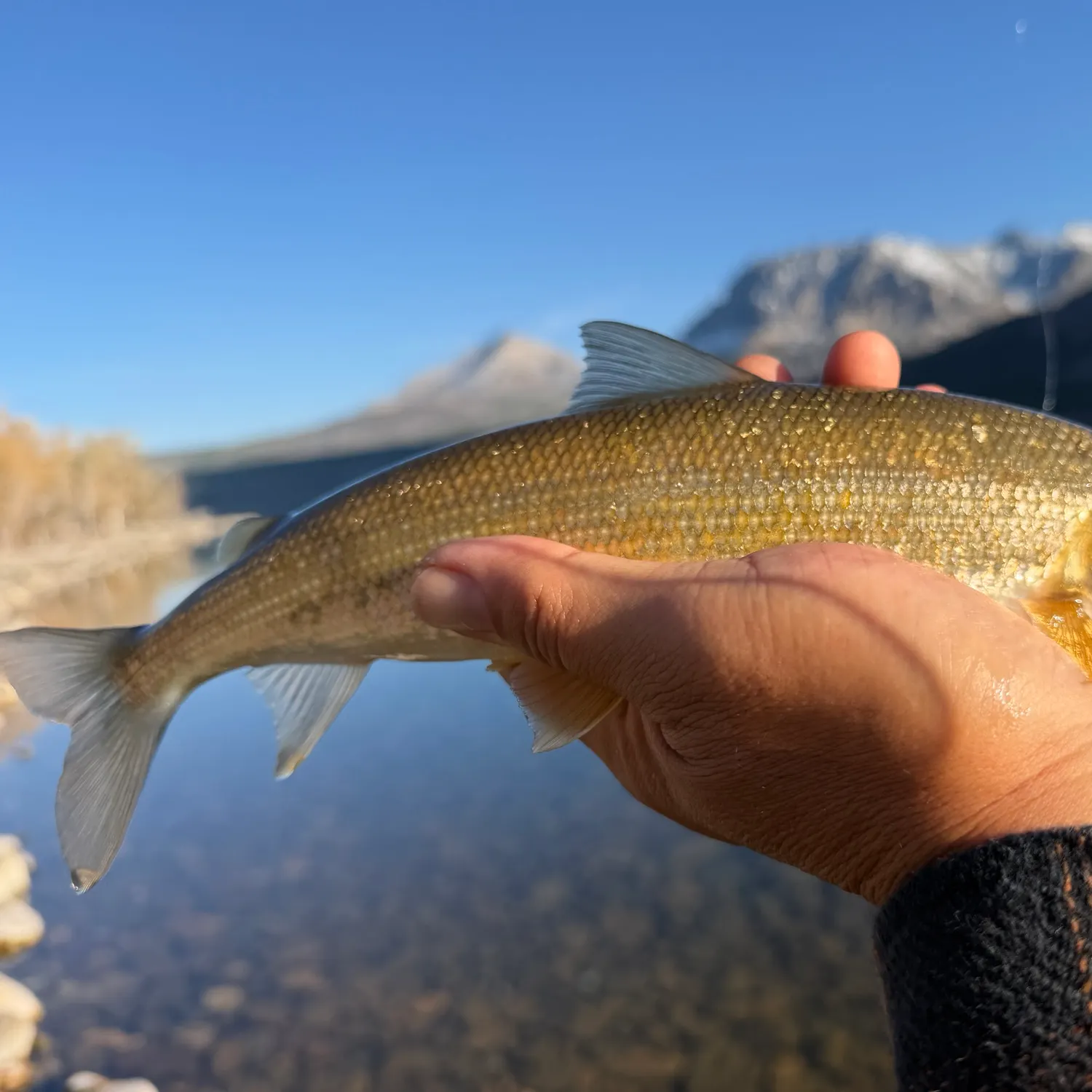 Mountain whitefish caught on Fishbrain
