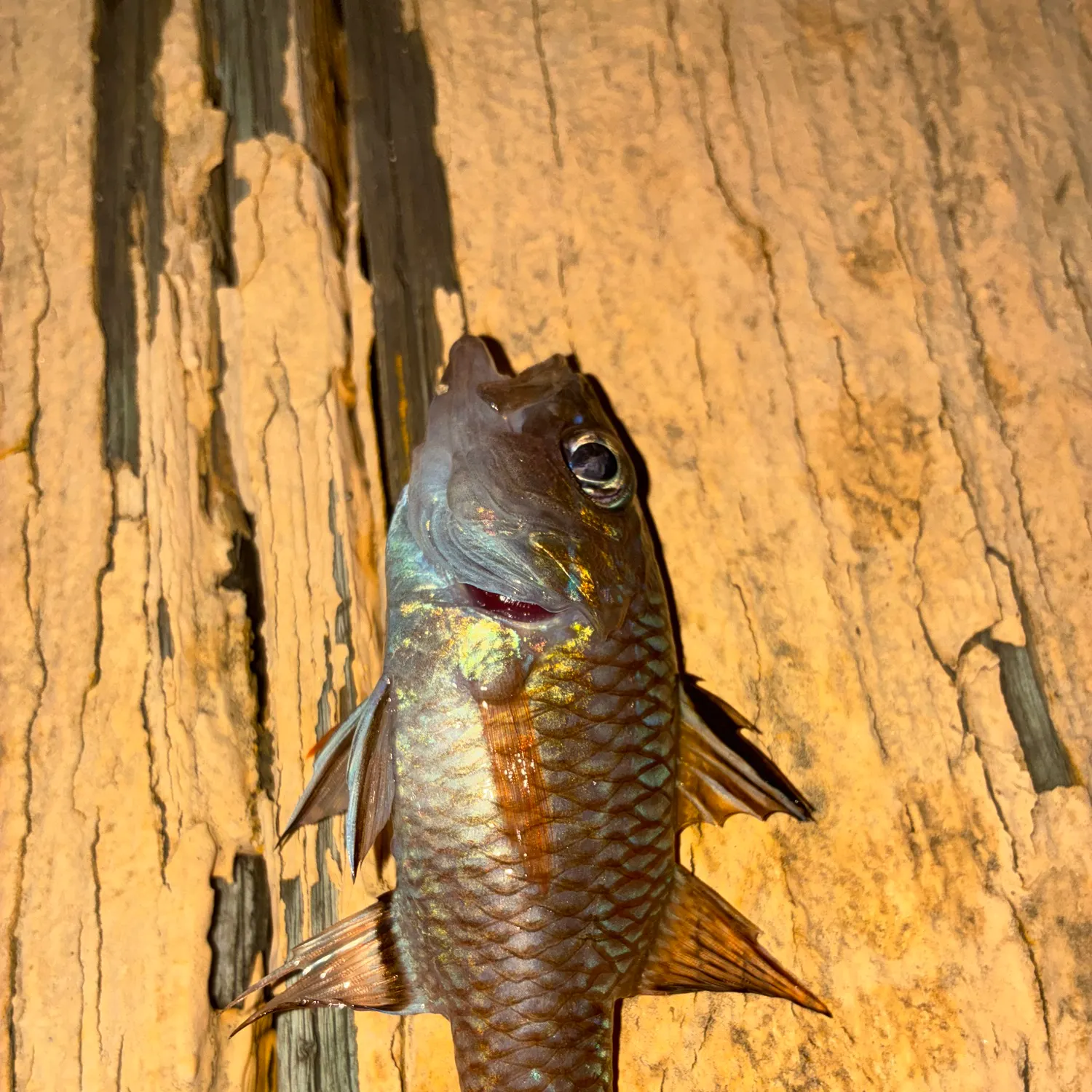 The most recent Common squirrelfish catches on Fishbrain