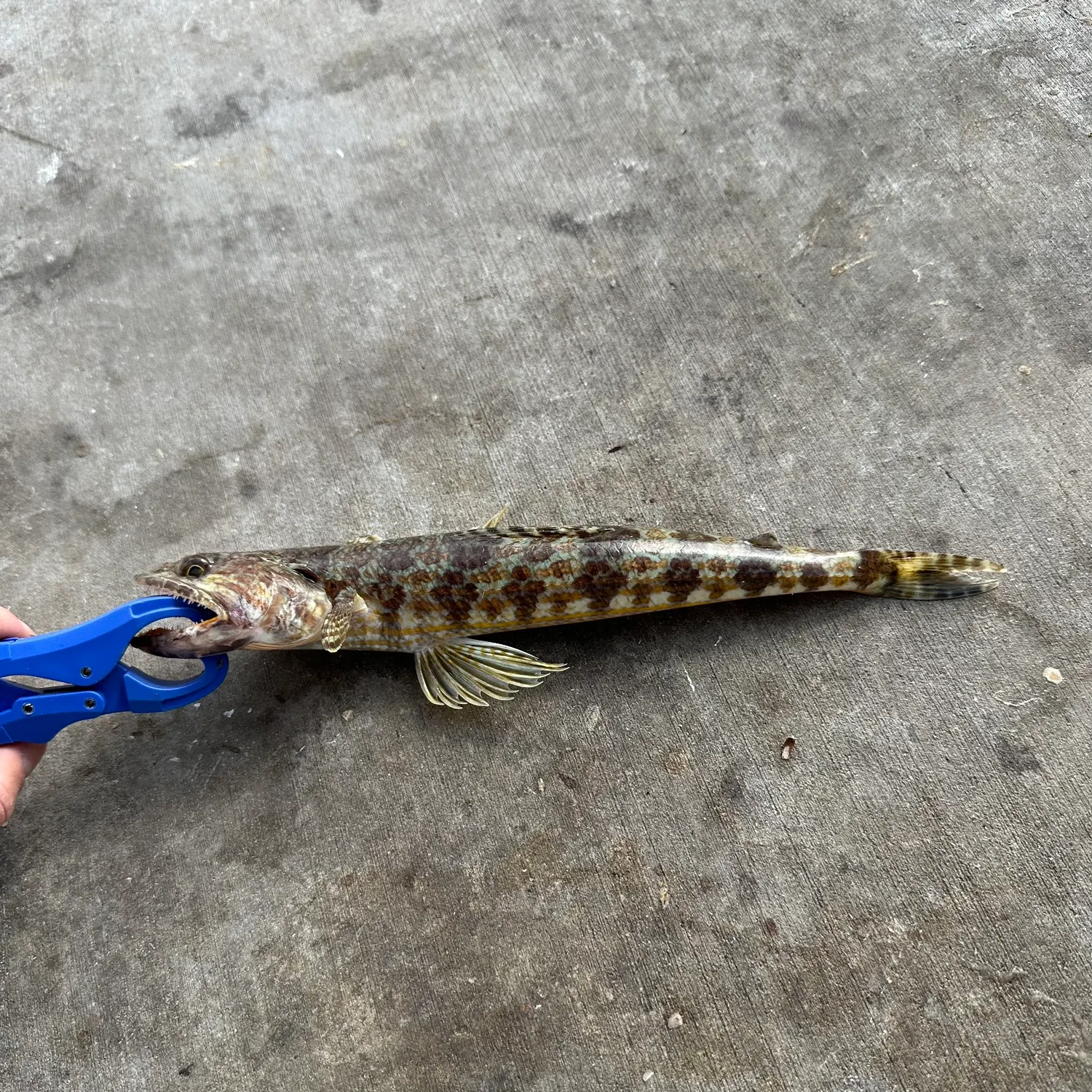 The most recent Sand diver catches on Fishbrain