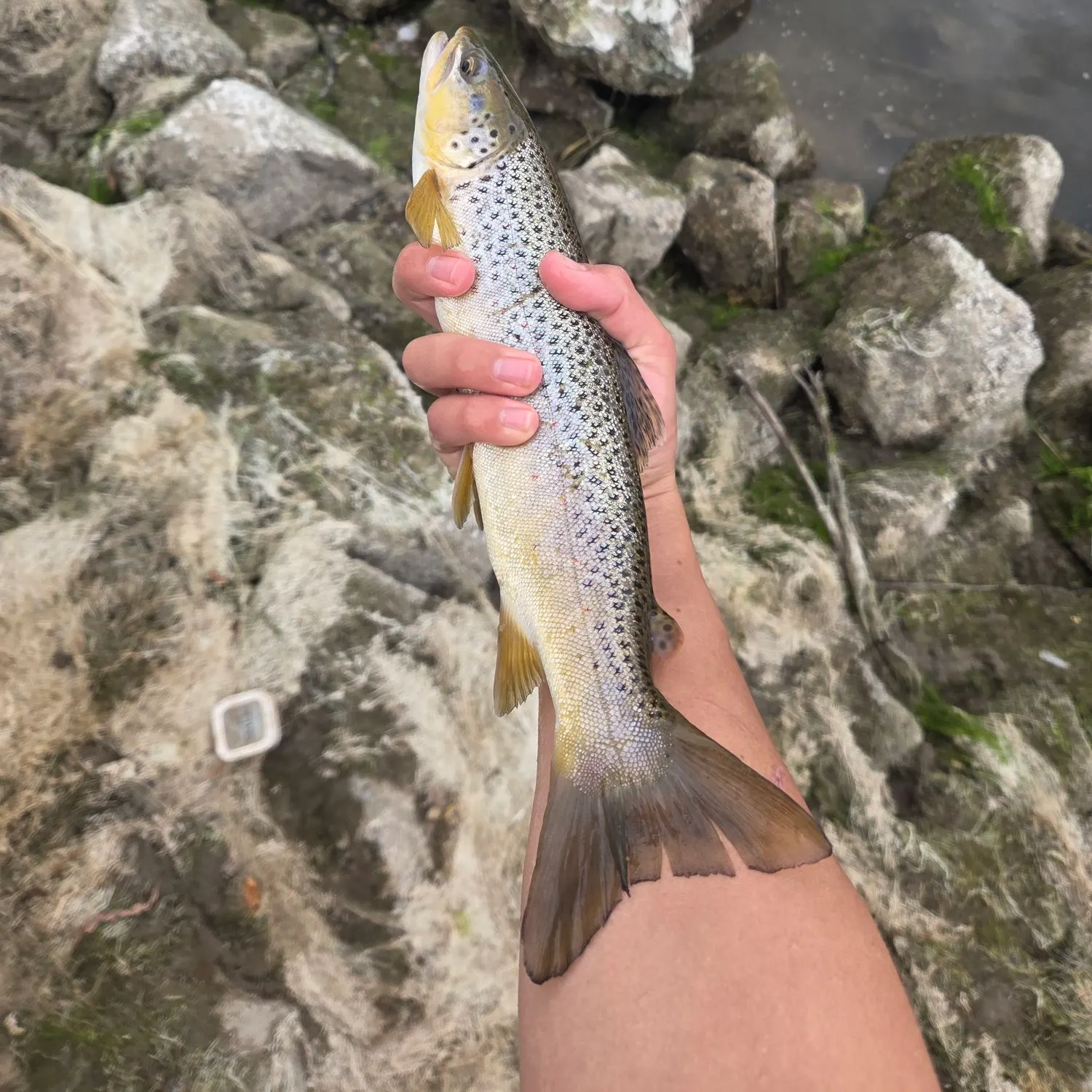 Brown trout caught on Fishbrain