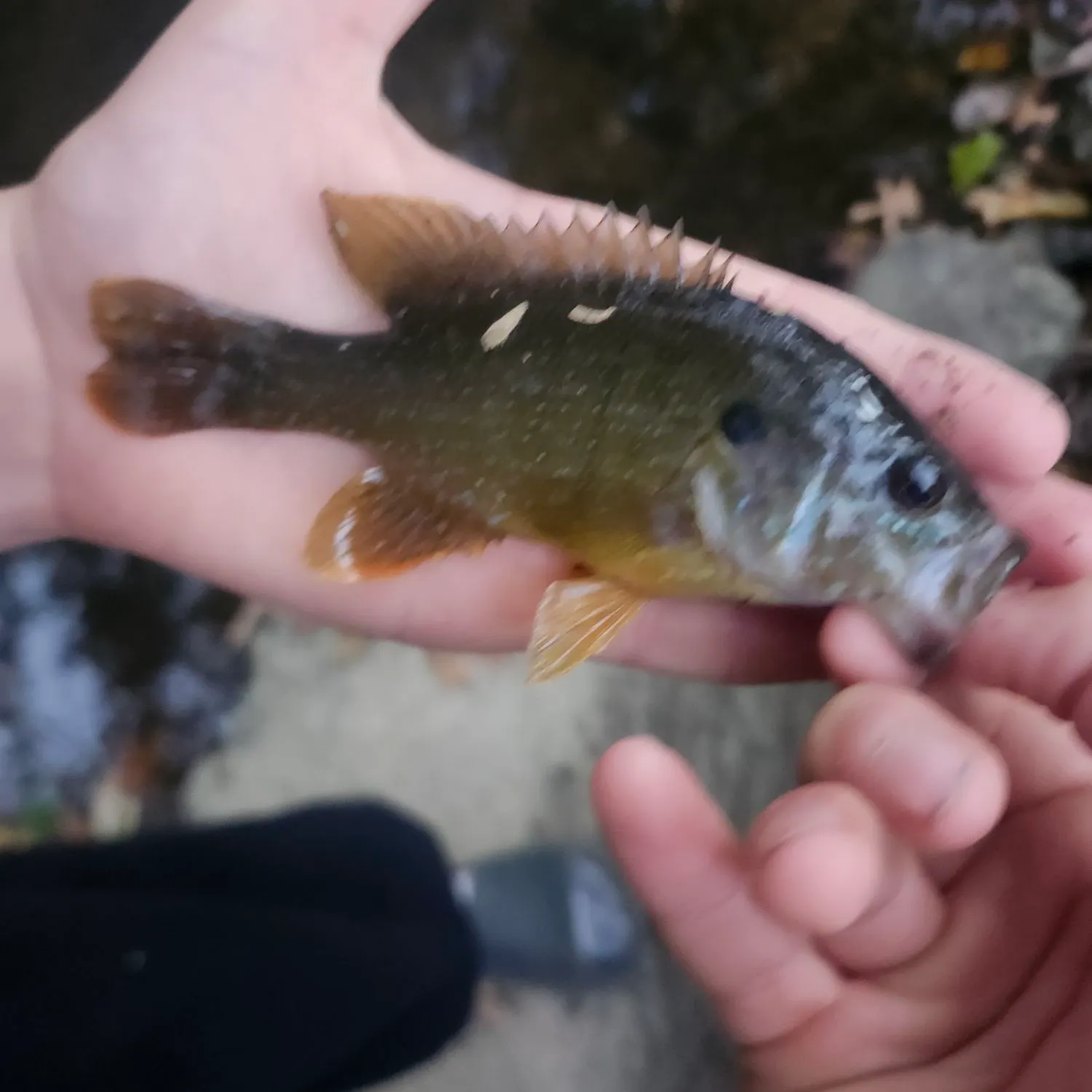 Green sunfish caught on Fishbrain