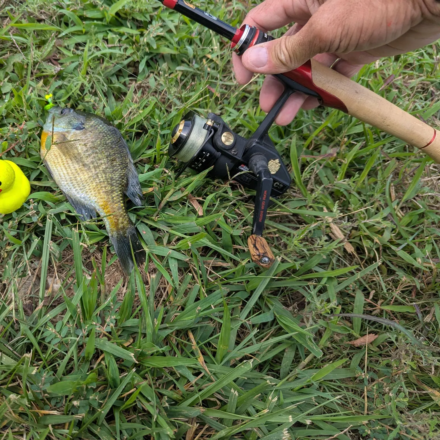 Bluegill caught on Fishbrain