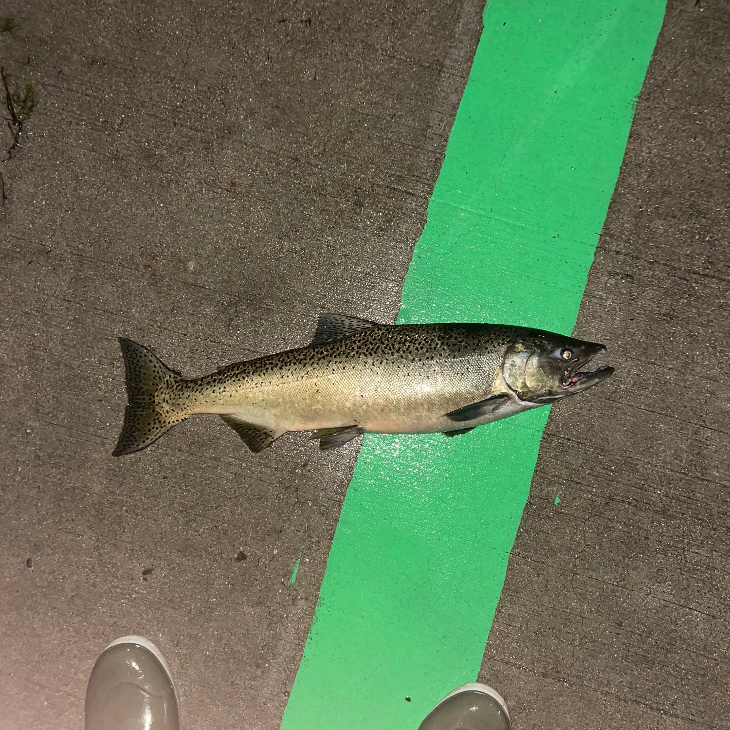 Chinook salmon caught on Fishbrain
