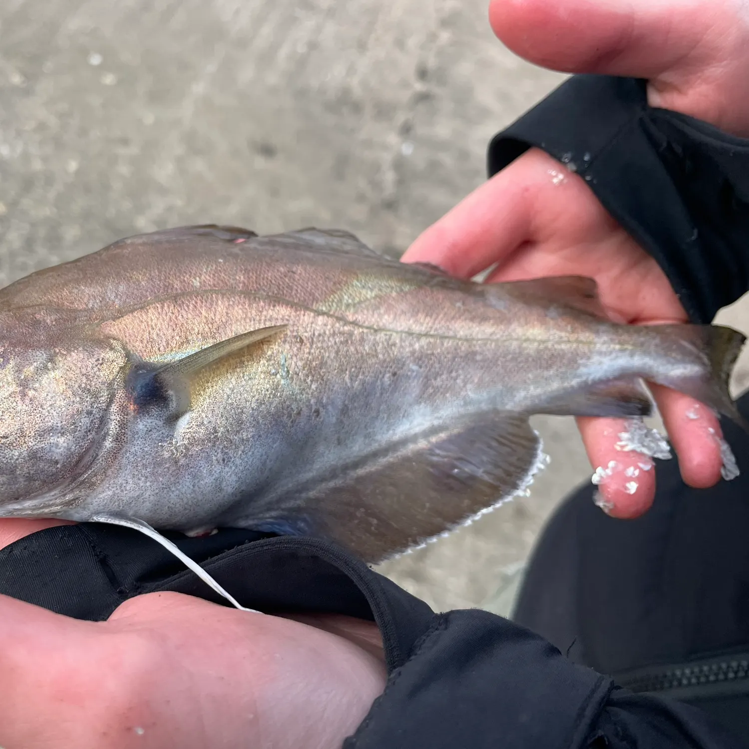The most recent Pouting catches on Fishbrain