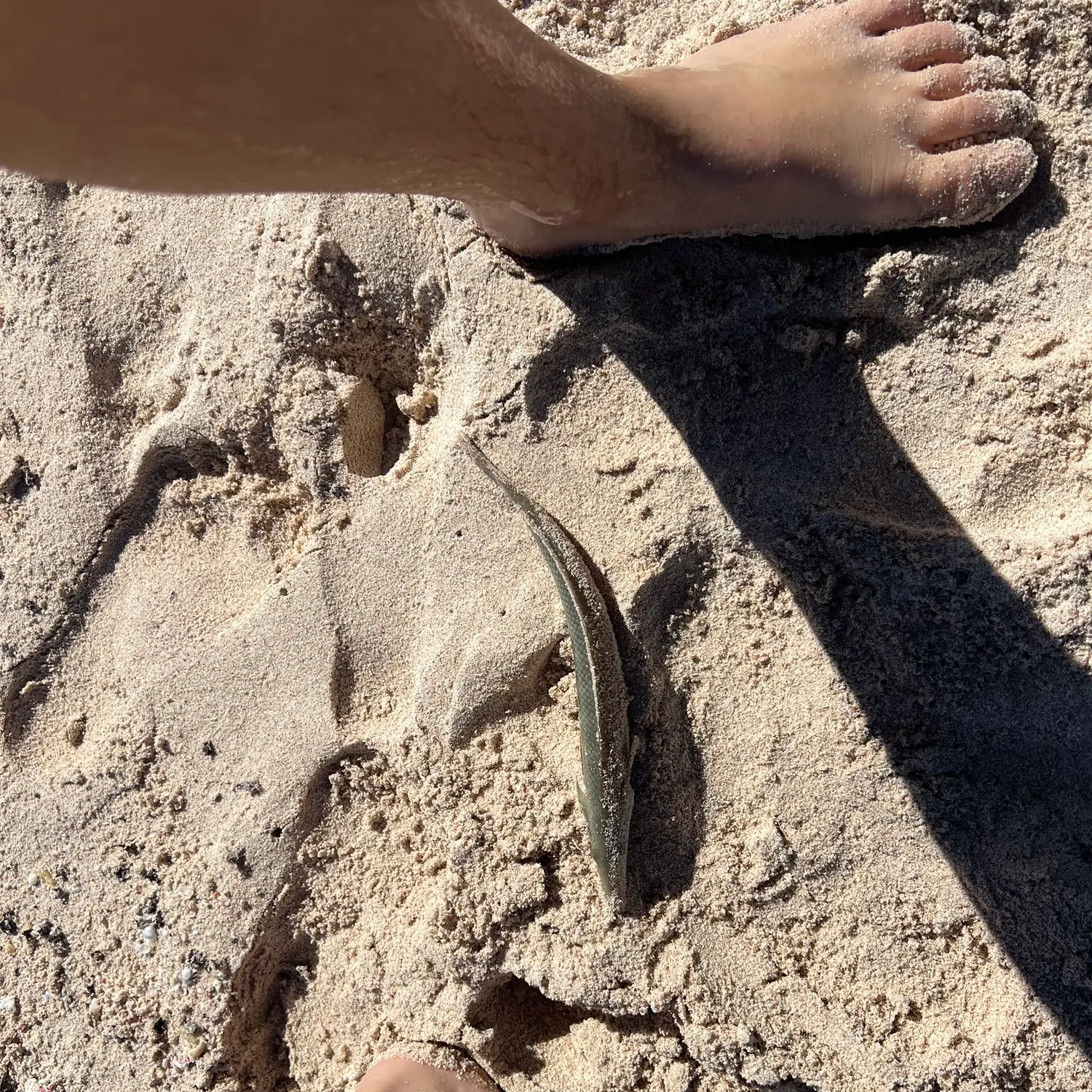The most recent Cigar wrasse catches on Fishbrain