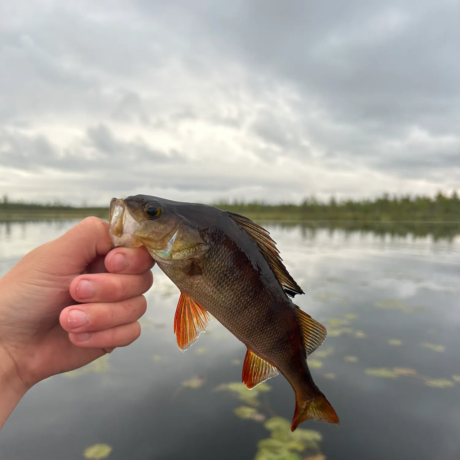 European perch caught on Fishbrain