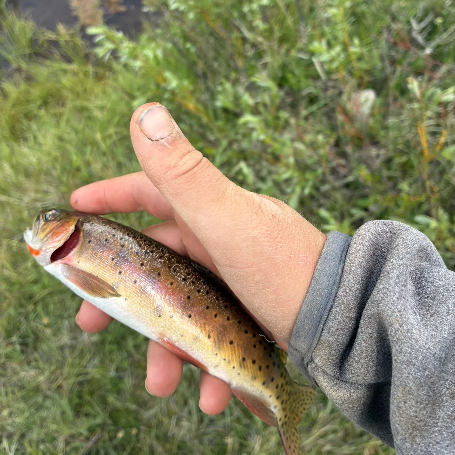 Cutthroat trout caught on Fishbrain
