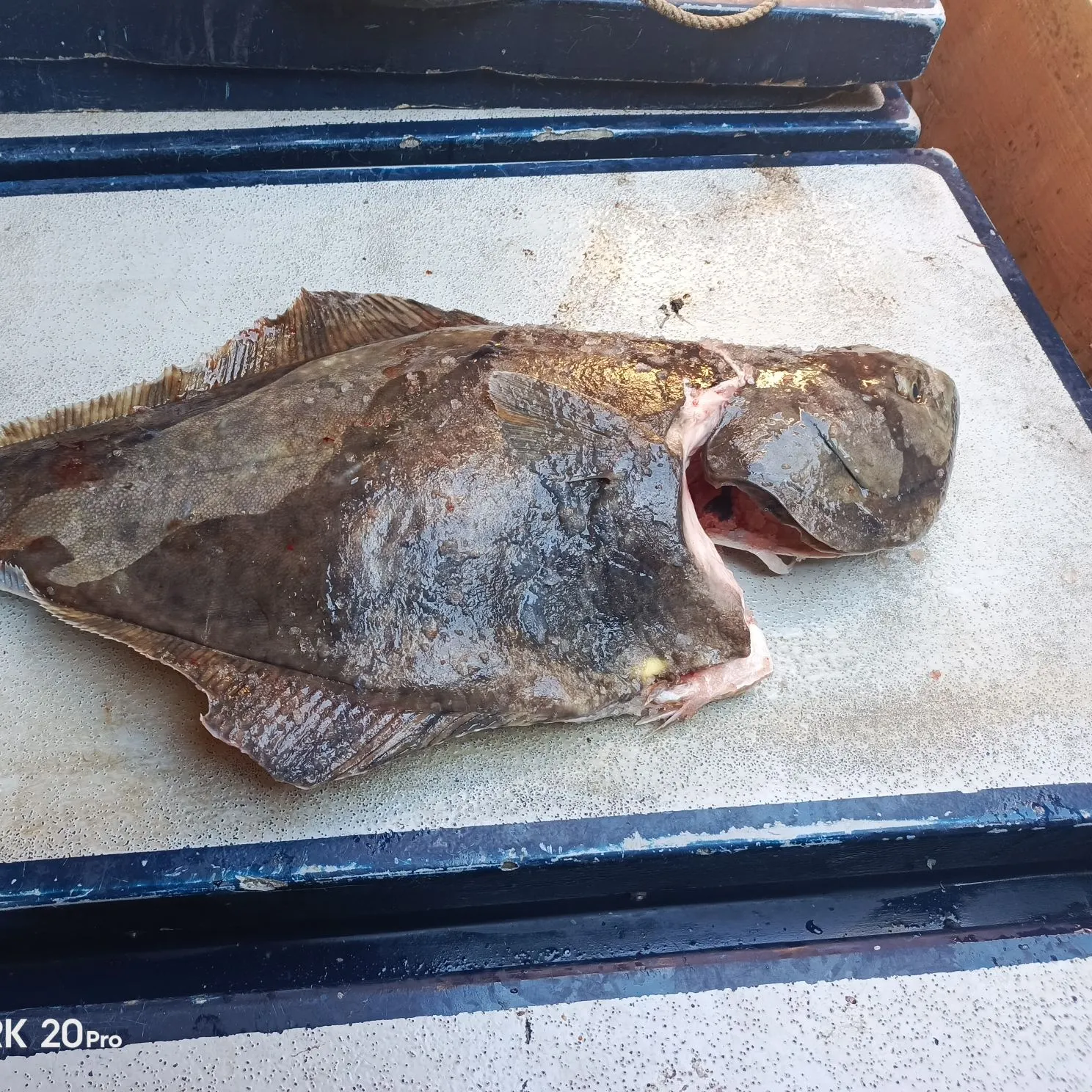 The most recent Atlantic halibut catches on Fishbrain