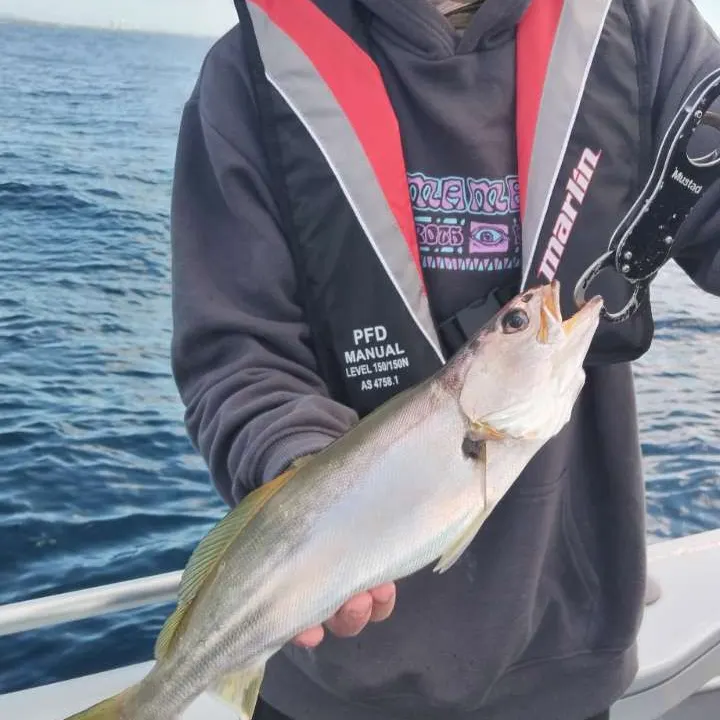 The most recent Geelbeck croaker catches on Fishbrain