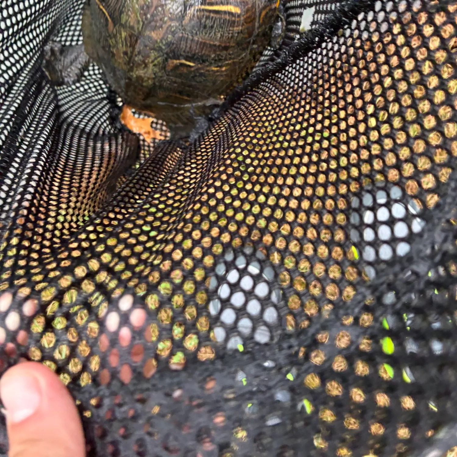 Painted turtle caught on Fishbrain