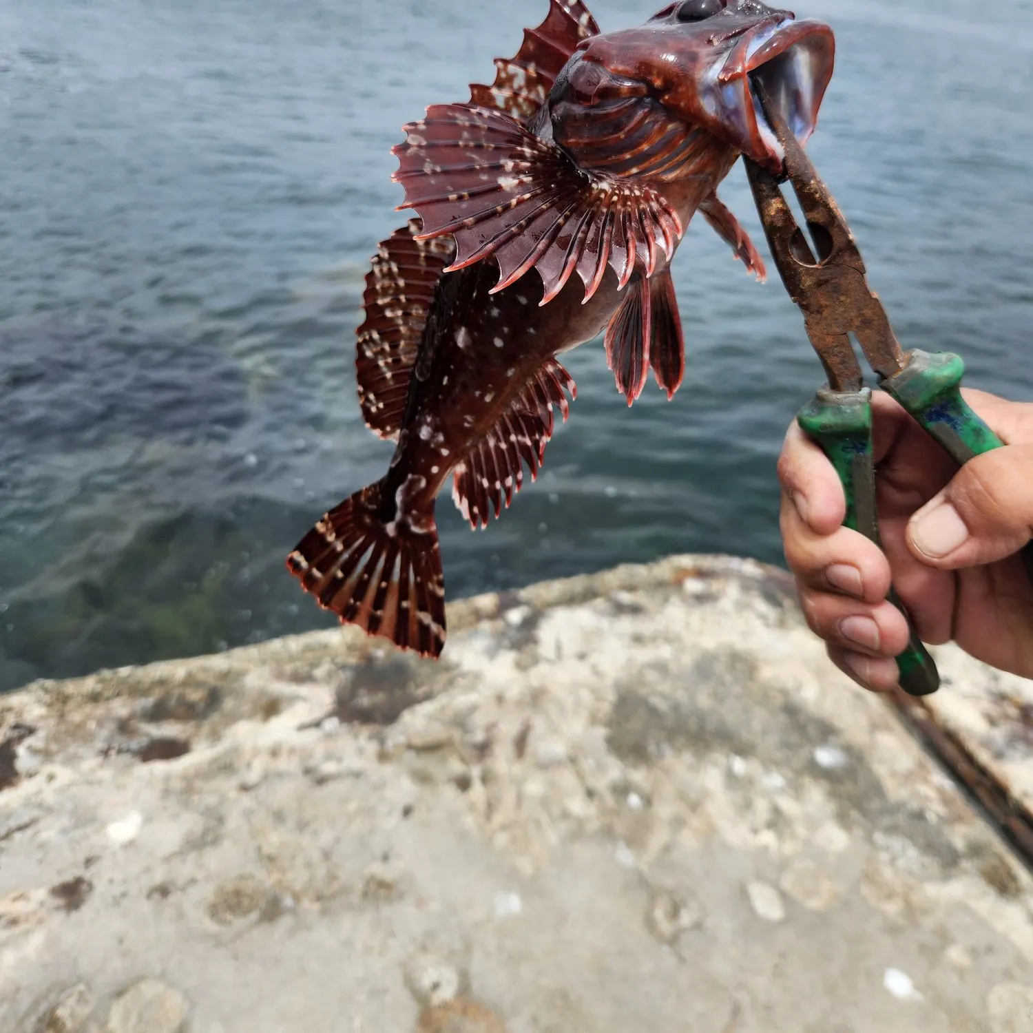 The most recent Cabezon catches on Fishbrain