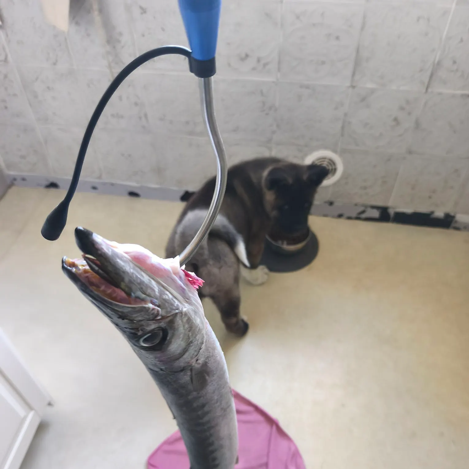 The most recent Pickhandle barracuda catches on Fishbrain