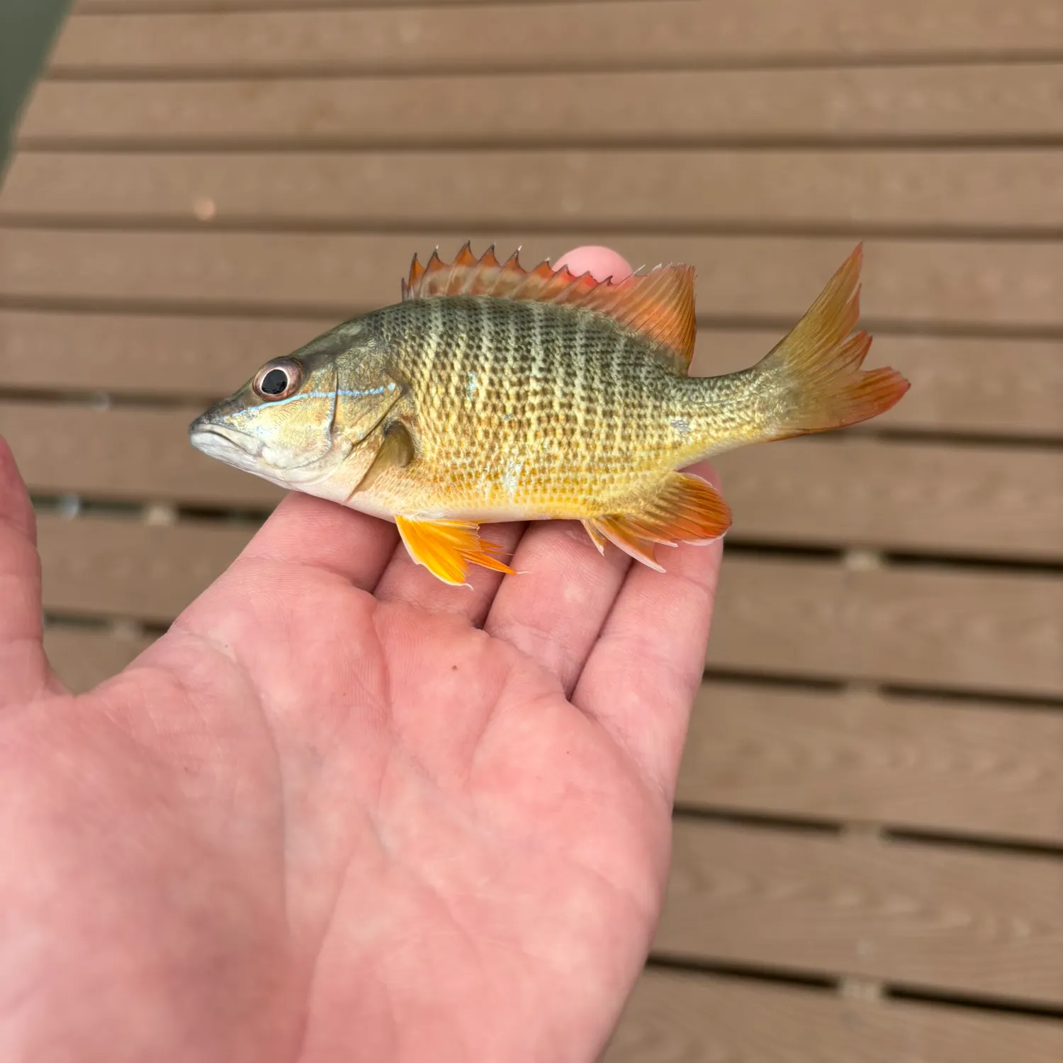 The most recent Dog Snapper catches on Fishbrain
