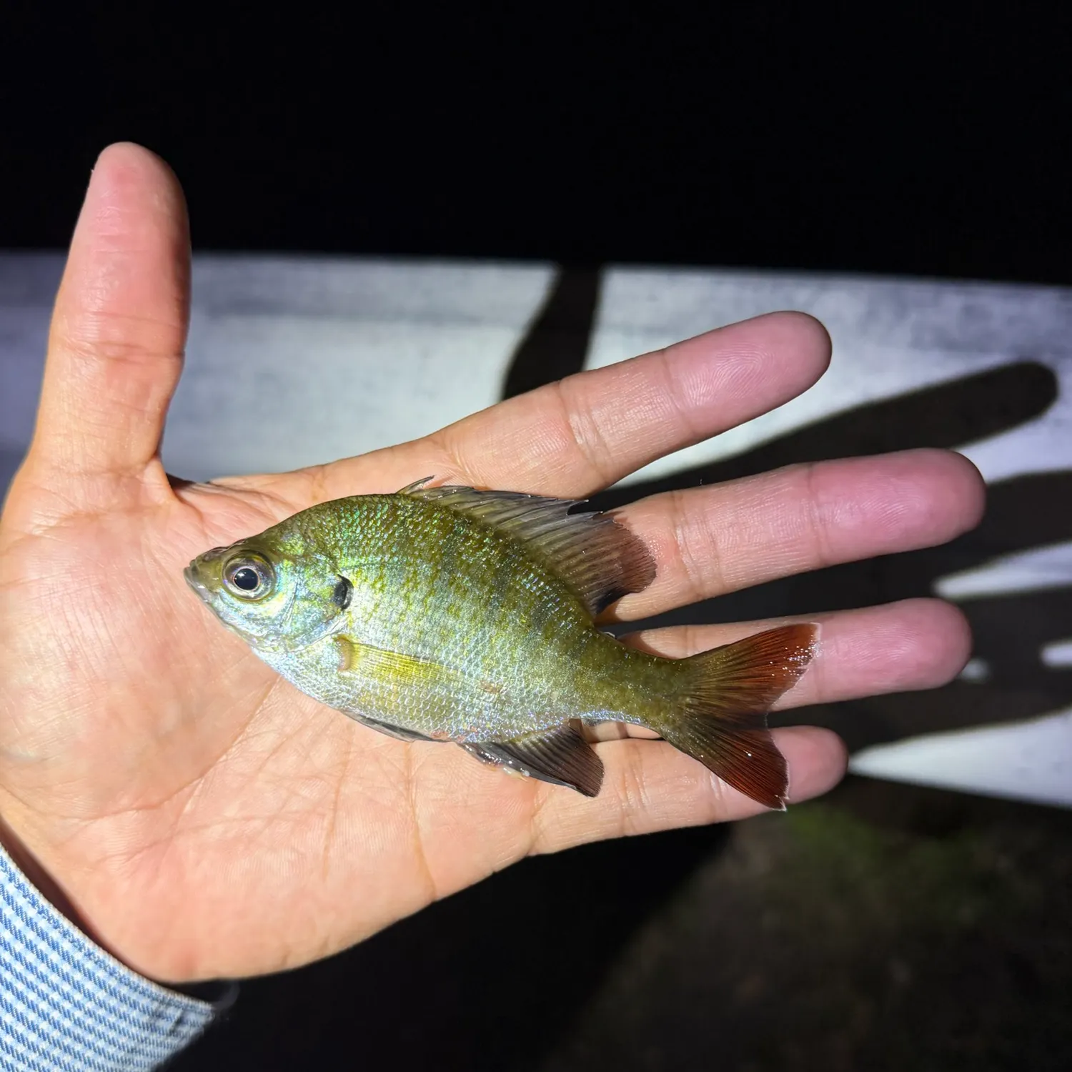 Bluegill caught on Fishbrain