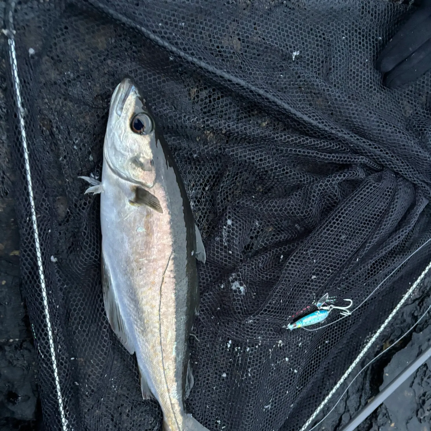 The most recent Pollack catches on Fishbrain