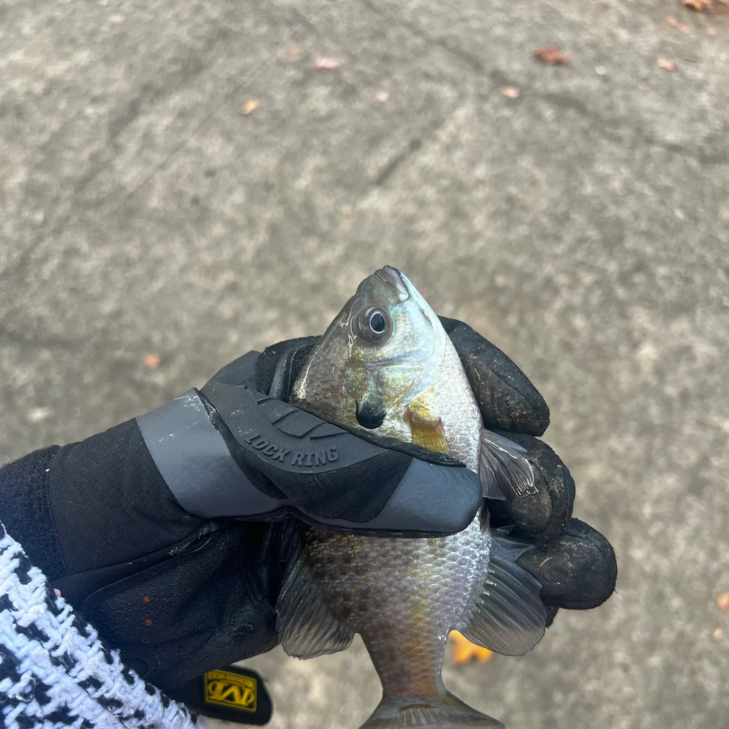 Bluegill caught on Fishbrain