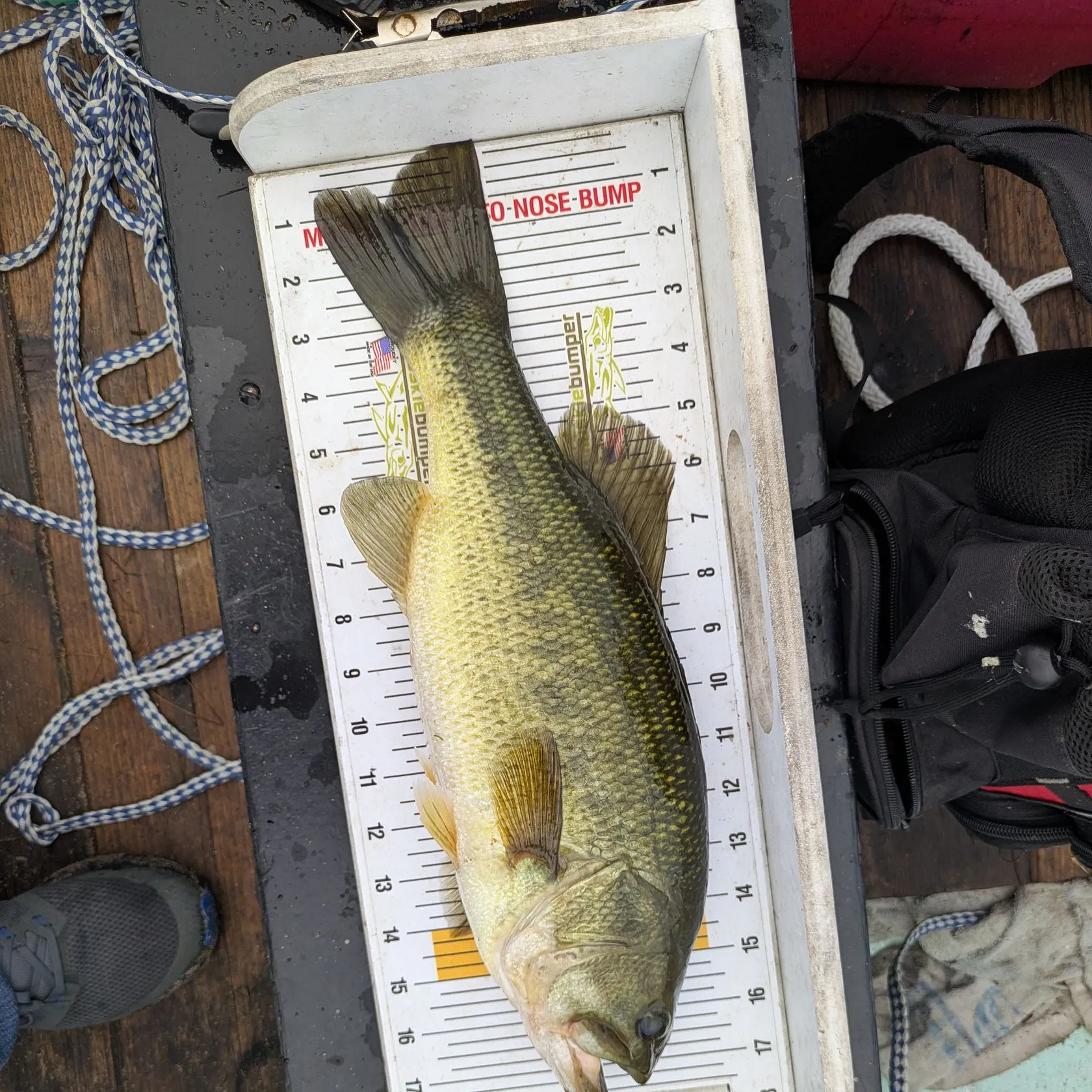 Largemouth bass caught on Fishbrain