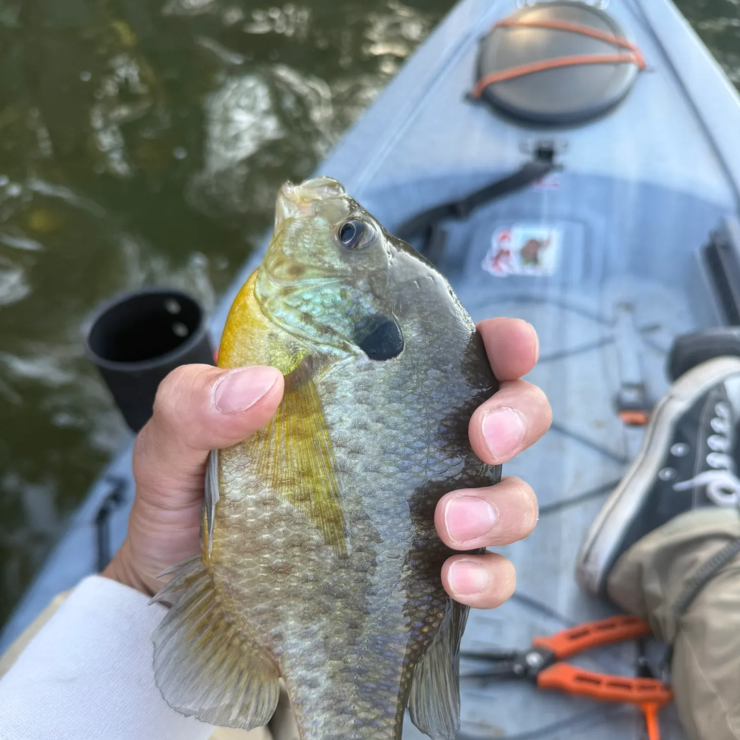 The most recent Redear x bluegill catches on Fishbrain