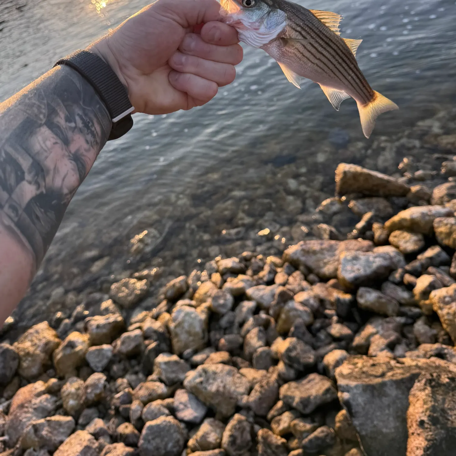 recently logged catches