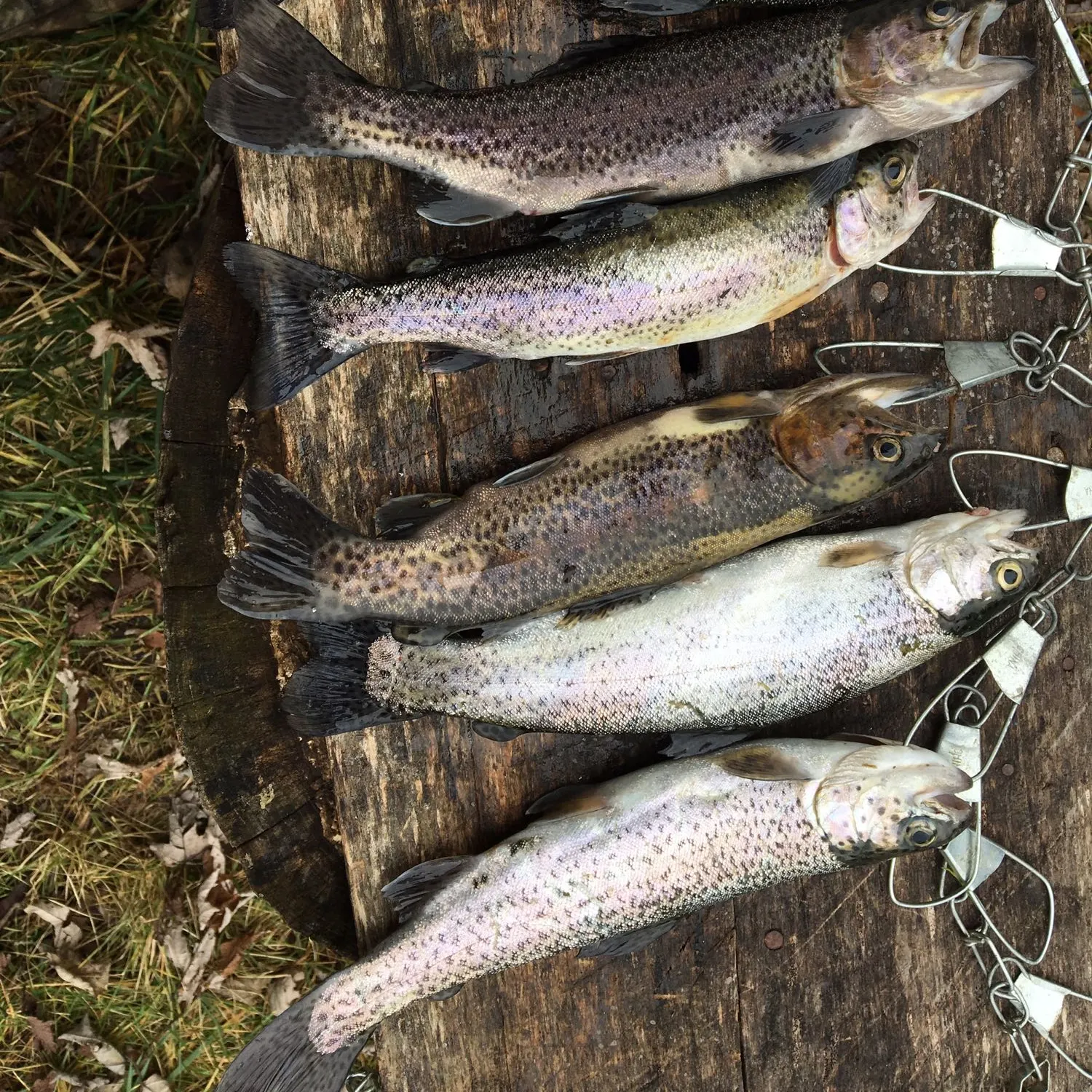 recently logged catches