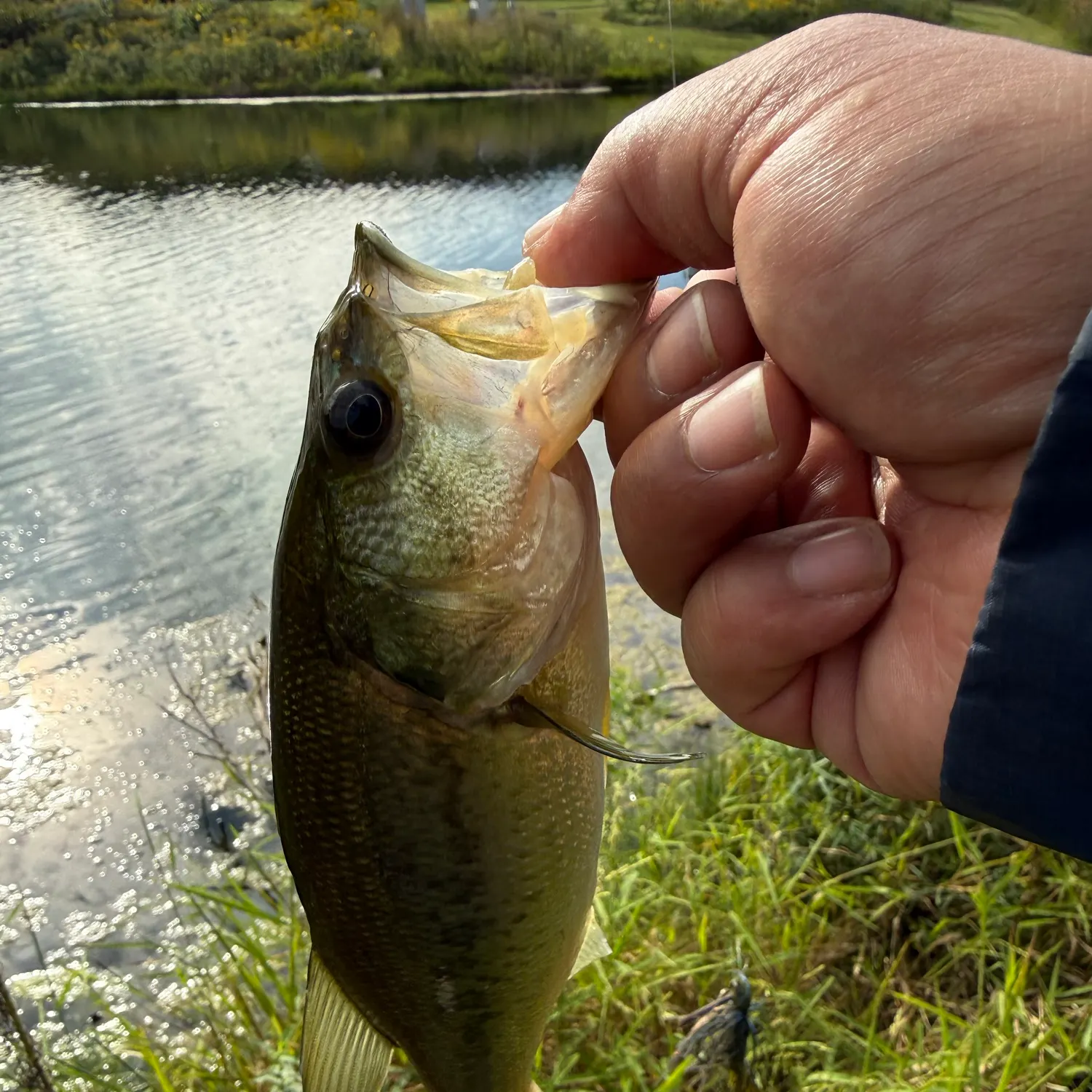 Fish caught on Fishbrain