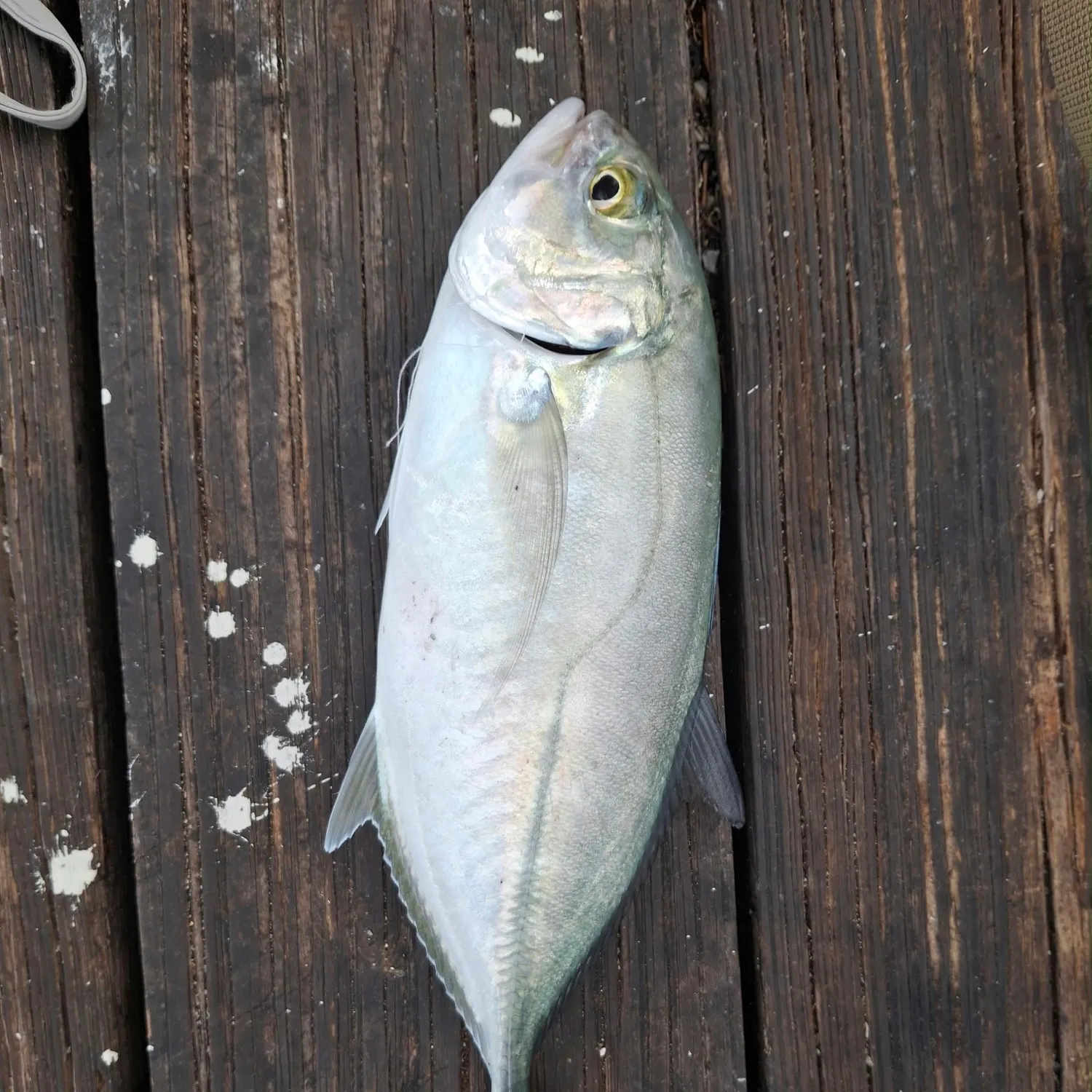 Blue runner caught on Fishbrain