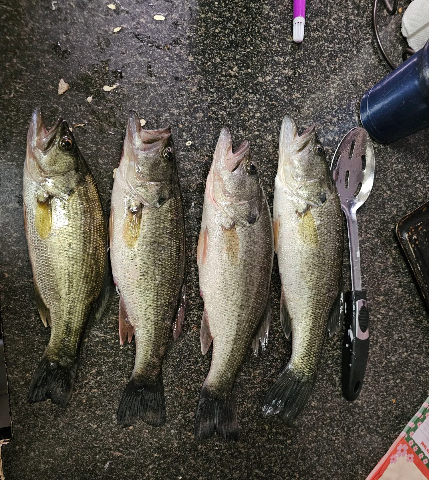 recently logged catches