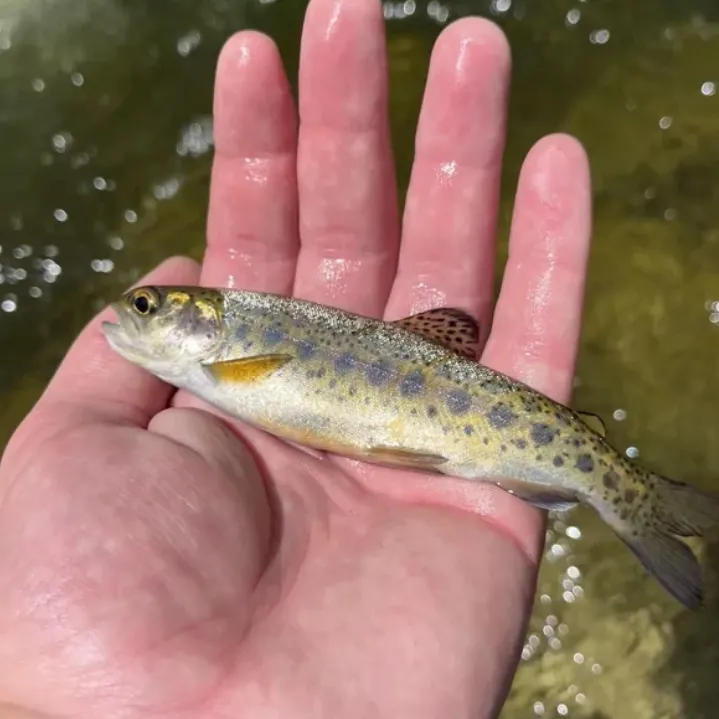 The most recent Coastal rainbow trout catches on Fishbrain