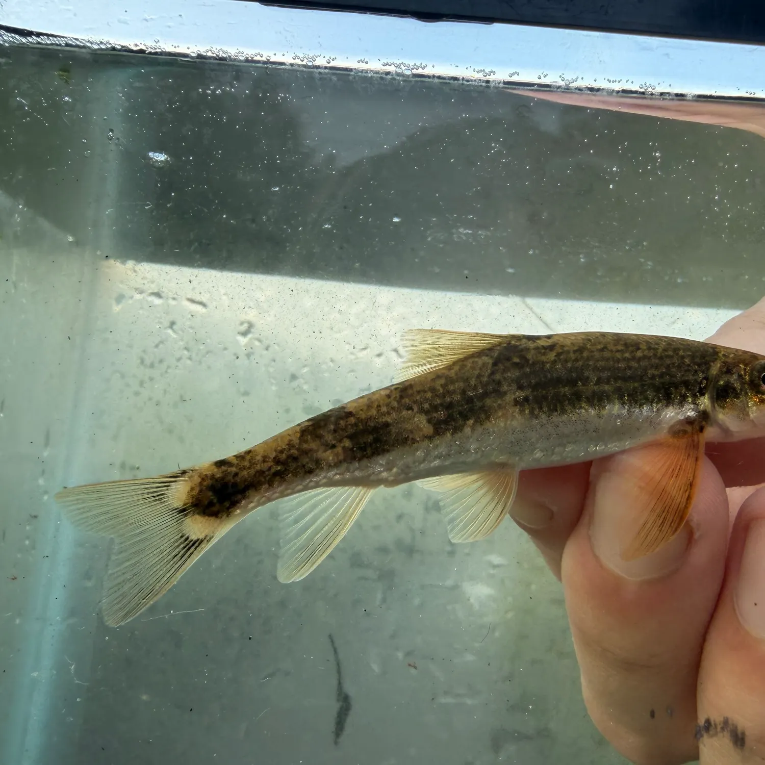 The most recent Torrent sucker catches on Fishbrain