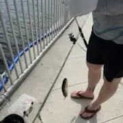 Mahogany snapper caught on Fishbrain