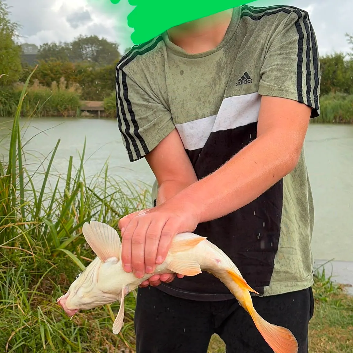 Common carp caught on Fishbrain