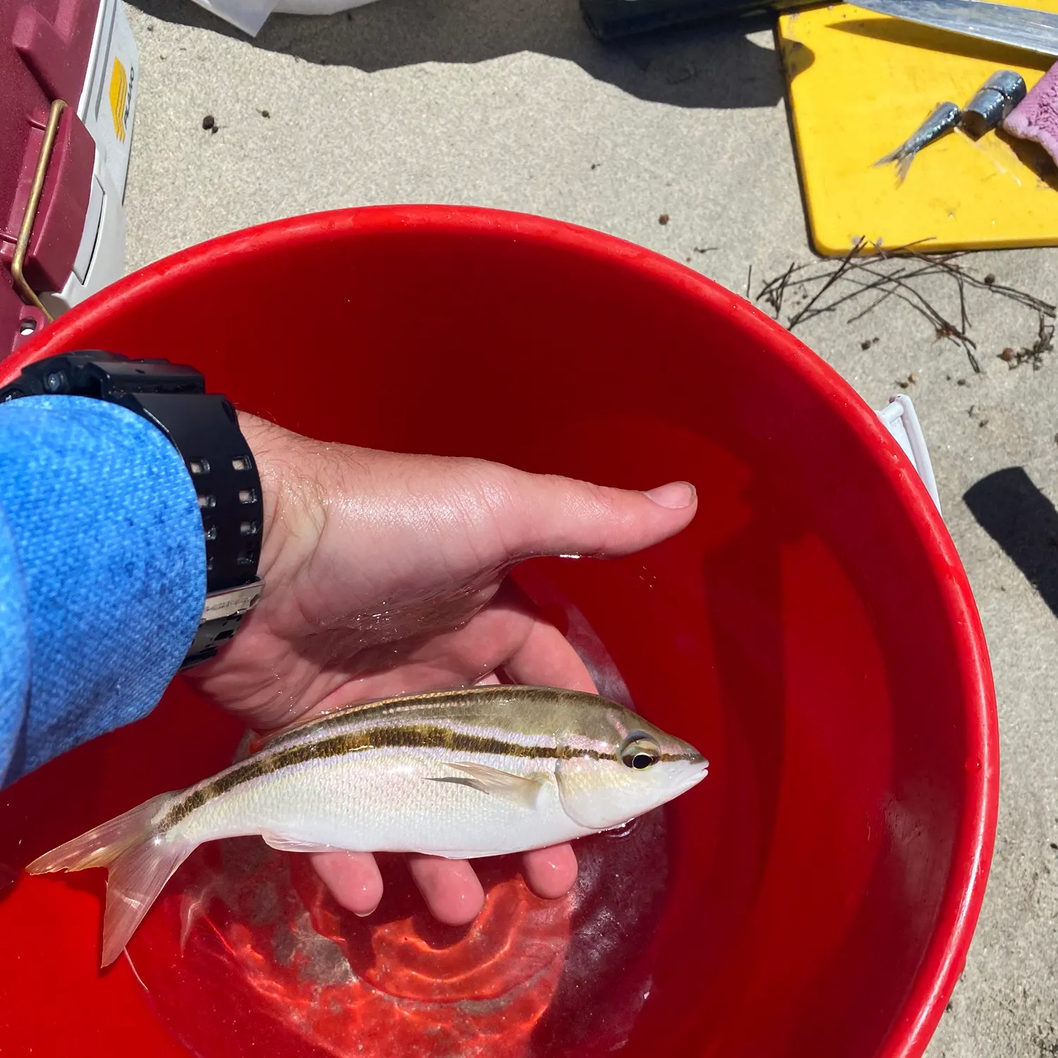 The most recent Striped whiptail catches on Fishbrain