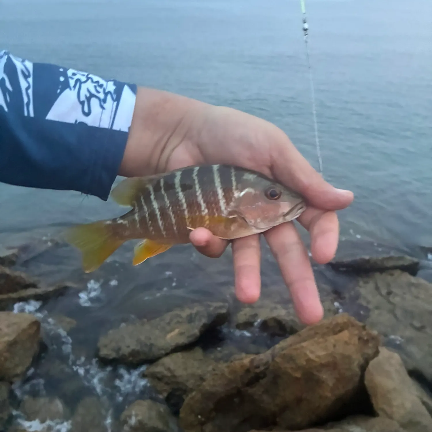 The most recent Chinaman snapper catches on Fishbrain
